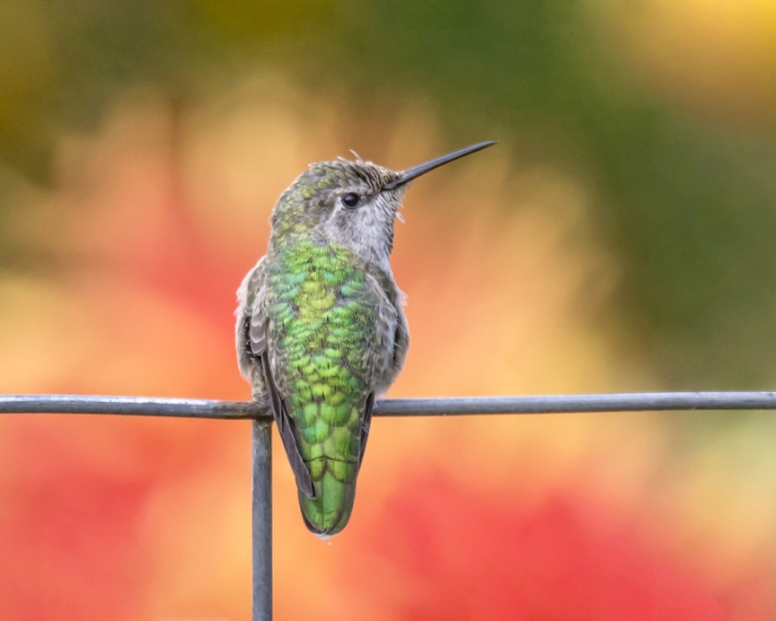 hummingbird_800